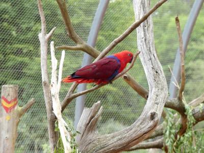 Grand eclectus - 2021