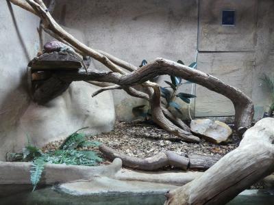 Lézard caïman - 2021