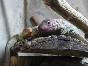 Lézard caïman