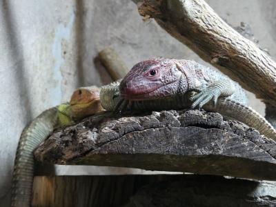 Lézard caïman - 2021