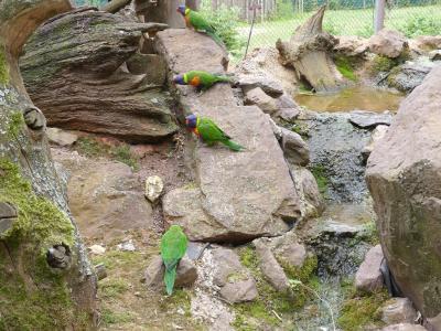 Loriquet arc-en-ciel - 2021