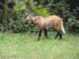 Loup à crinière