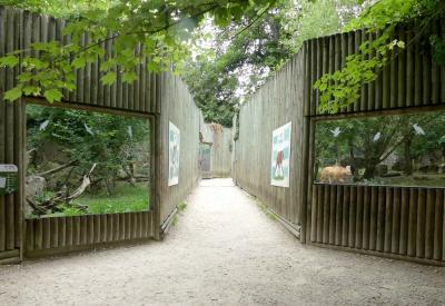 Loup à crinière - Renard polaire - 2021