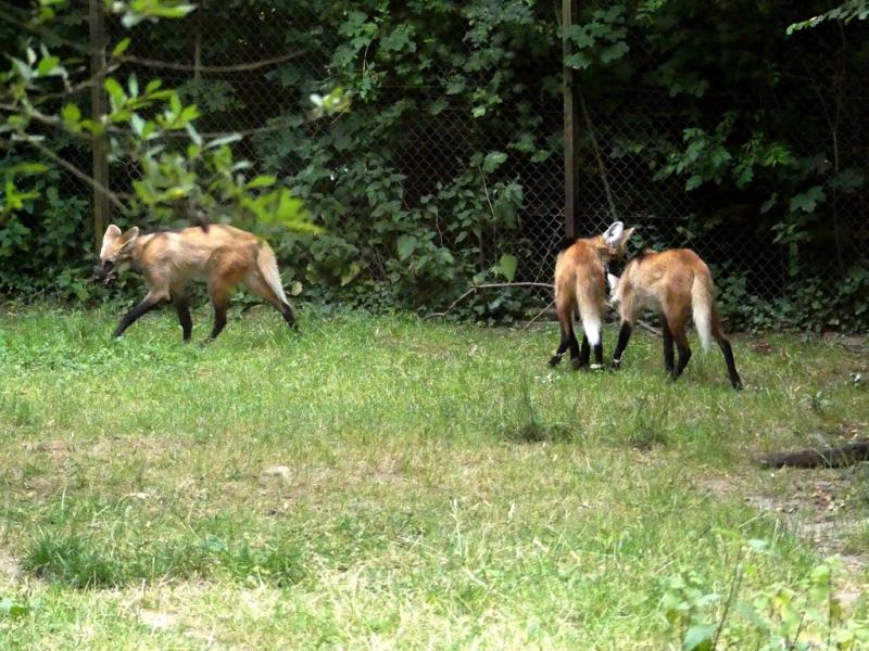 Loup à crinière