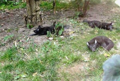 Renard polaire - 2021