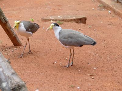 Vanneau soldat - 2021