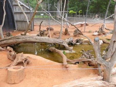 Volière australienne - 2021