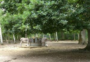 Ane de Somalie