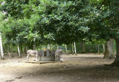 Ane de Somalie - 2021