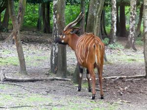 Bongo
