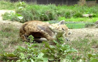 Hyène tachetée - 2021