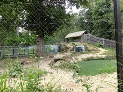 Hyène tachetée - 2021