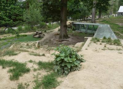 Hyène tachetée - 2021