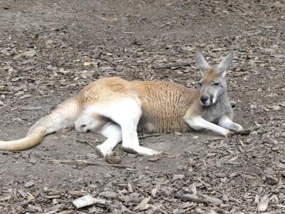 Kangouroux roux - 2021