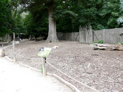 Kangouroux roux - 2021