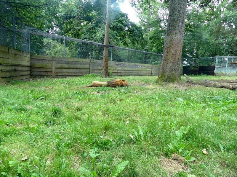 Lion