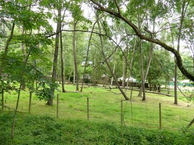 Oryx d'Arabie - 2021