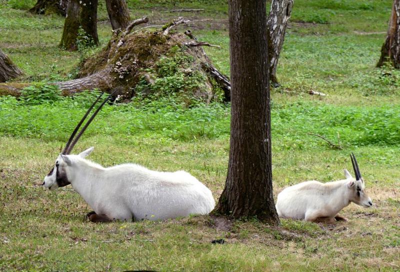Oryx d'Arabie