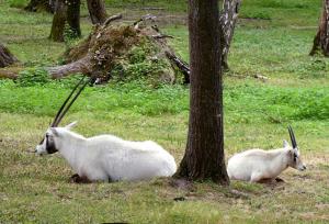 Oryx d'Arabie