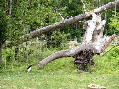 Terre de gorilles - 2021