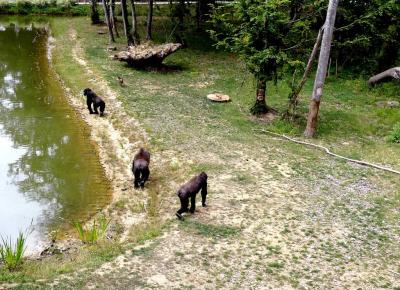 Terre de gorilles - 2021