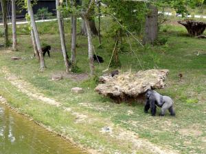 Terre de Gorilles