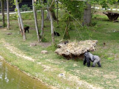 Terre de gorilles - 2021