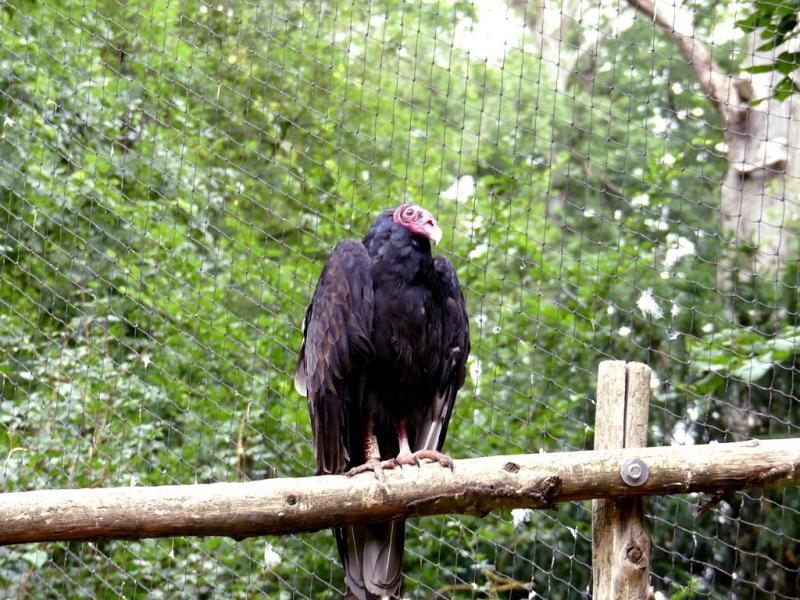 Urubu à tête rouge