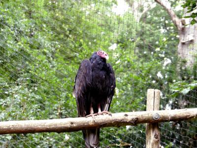 Urubu à tête rouge - 2021