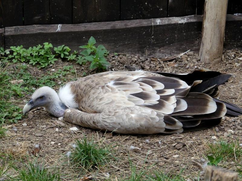 Vautour fauve