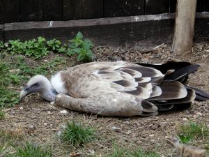 Vautour fauve