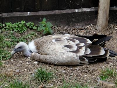 Vautour fauve - 2021