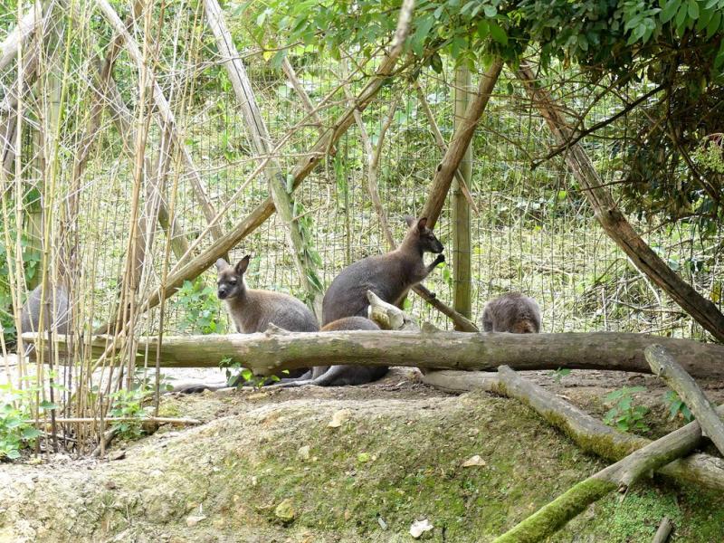 Wallaby de Bennett