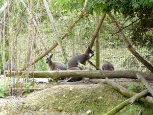 Wallaby de Bennett