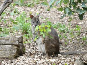 Wallaby de Parma