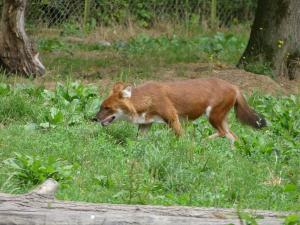 Dhole