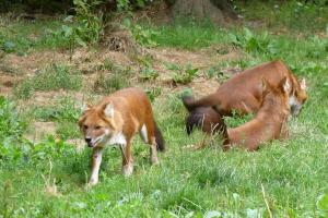 Dhole