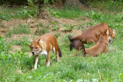 Dhole - 2021