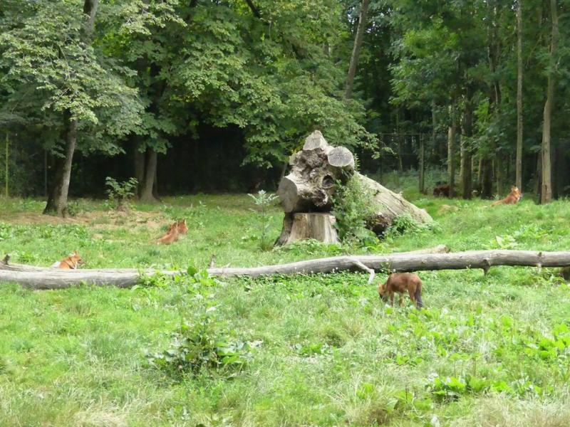 Dhole