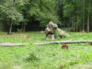 Dhole