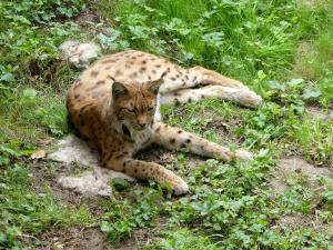 Lynx des Carpates