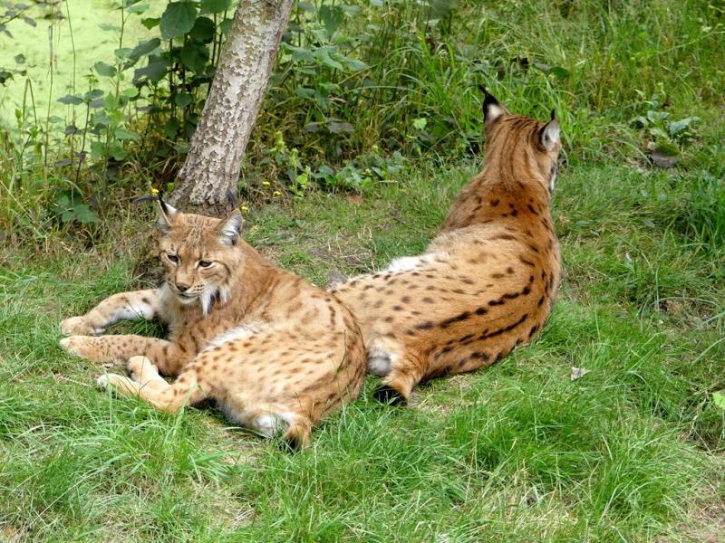 Lynx des Carpates