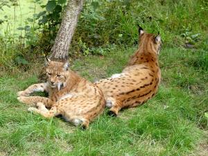 Lynx des Carpates