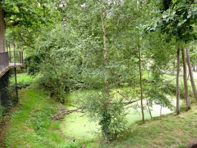 Lynx des Carpates - 2021