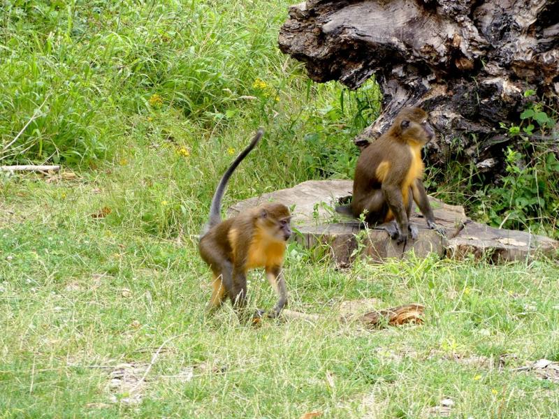 Mangabey à ventre doré
