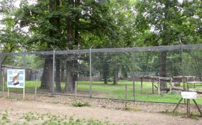 Panthère de Chine du Nord - 2021