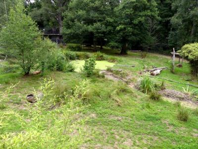 Tigre de Sibérie - 2021