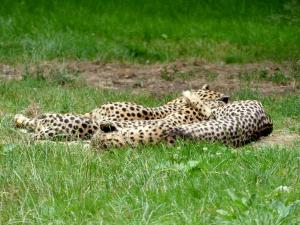Guépard