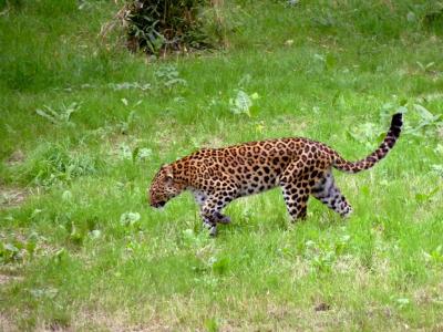 Panthère de Chine du Nord - 2021