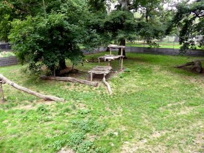 Panthère des neiges - 2021